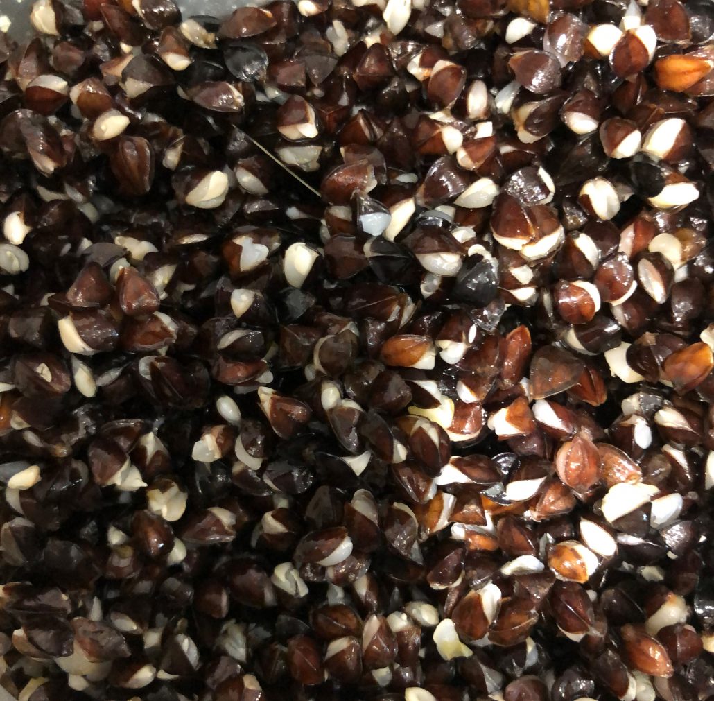 Cooked Buckwheat Pure Pellet